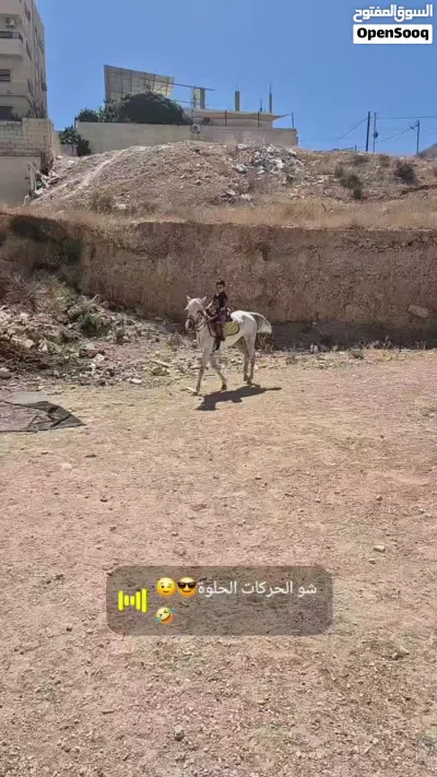 فرس بالصلاة على النبي ساغ سليم بدها خيل دم عربي 2