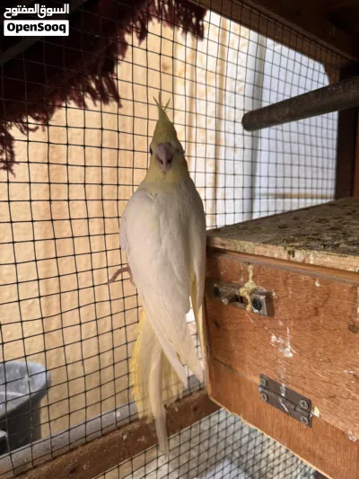 Birds for sale 3