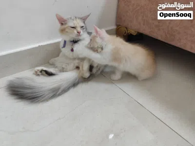 undefined 2