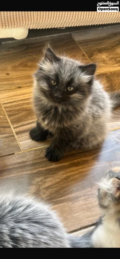 kittens for sale قطط للبيع 2