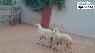 2فطايم توميات ربي يبارك عمرهم ف6شهور سليمات مشالله... 3