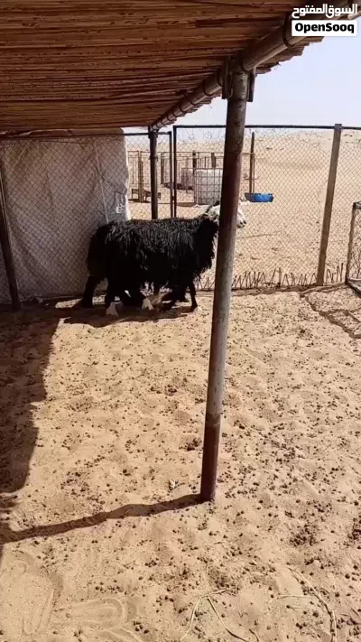 جعد مهجنات نجدي الاحجام الكبيرة 4