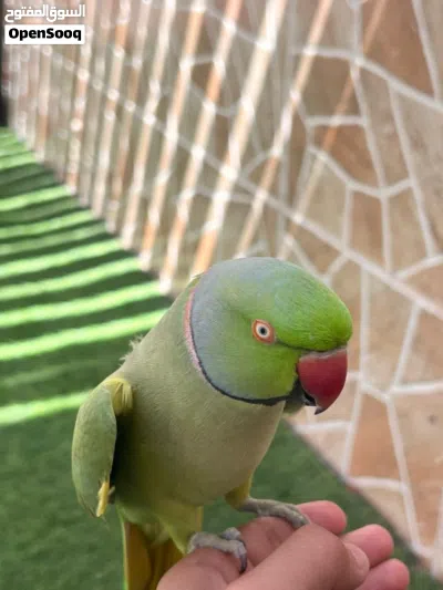 ببغاء للبيع 2