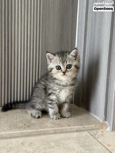 قطط سكوتش فولد وستريت 2
