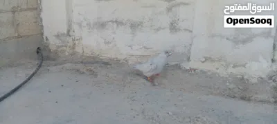 متاح فحلين طيور حمام حلوات 3