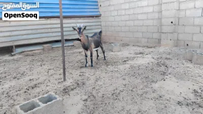 جدي فرنسي الالبين 3