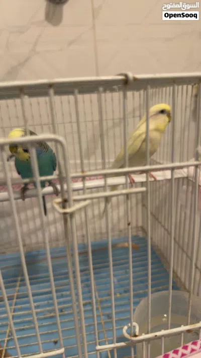 زوج بادجي اليف 2
