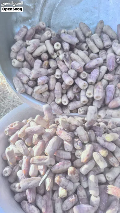 تمر نغال نثري الحبة الكبيرة 2