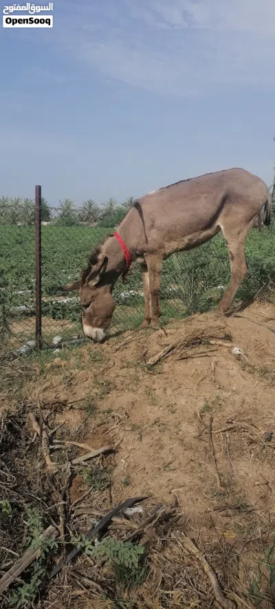 حماره للليع 2