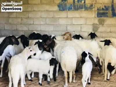 السلام عليكم نعاج لبيع ربي يبارك عز كسوبه 2