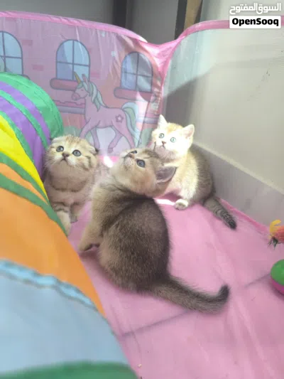 scottish fold and straight females ny22/ny25 2