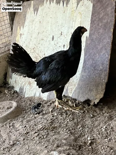 Pakistani Female hen with chick for sale 4