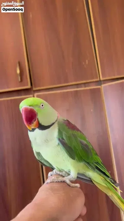 كساندرا للبيع 2