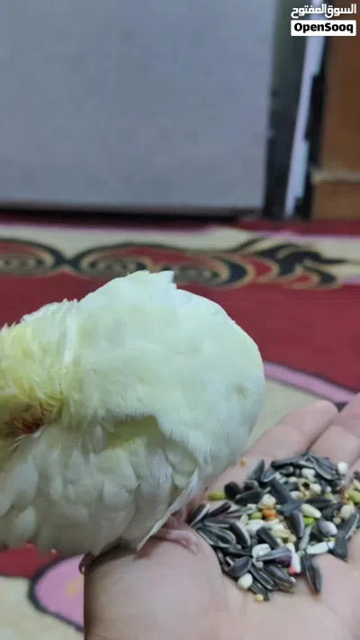 كوكتيل اليف للبيع 3