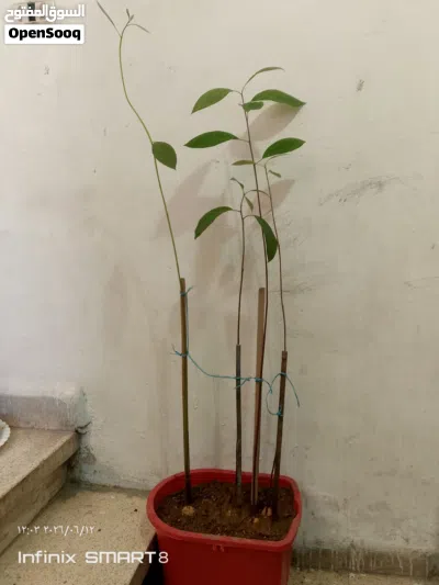 أشجار مثمرة 4