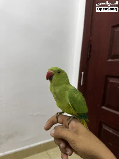 ببغاء دره هندي مفطوم جديد للبيع 3