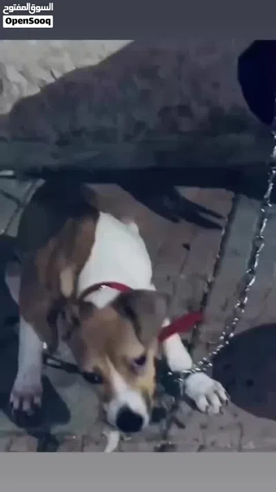 كلب بيتبول 3