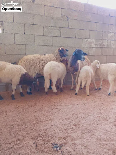 زوز نعاج ثوميات تحتهم 2خروف و2فطيمه 3