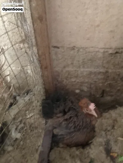 دجاجه كافه 2