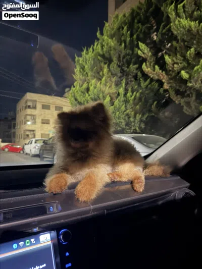 Pomeranian 2