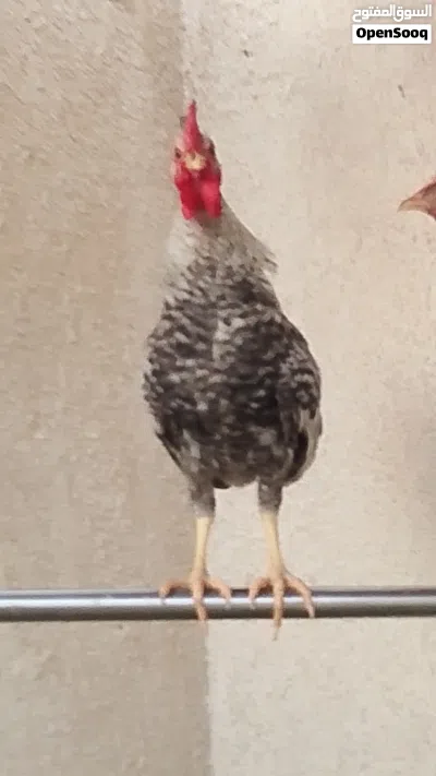 ديج عرب منقط ابو ديج شوكي سلفر 4