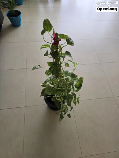 Healthy Large Golden Money Plant with Climbing Pole – Indoor Air Purifying Plant 3