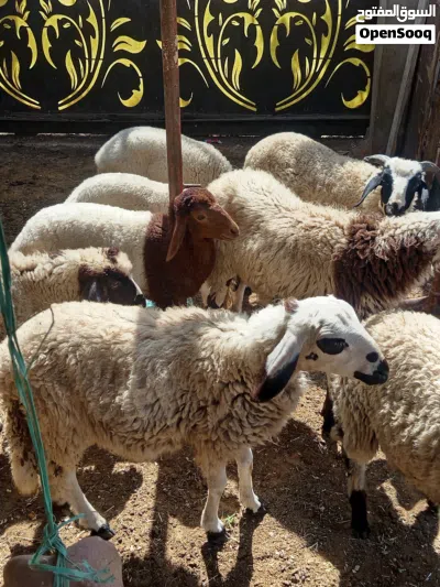 خروف و فطايم ربي يبارك 4