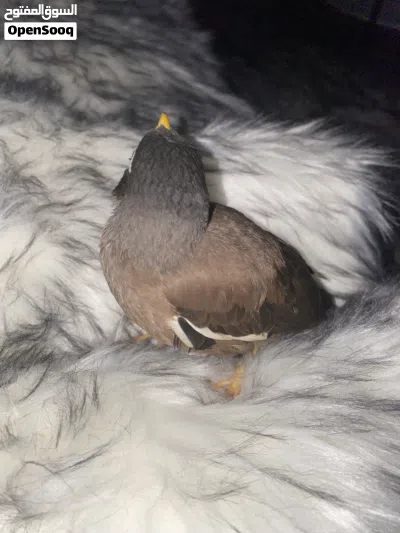 طير مينه اليف عمره 4اشهر 2