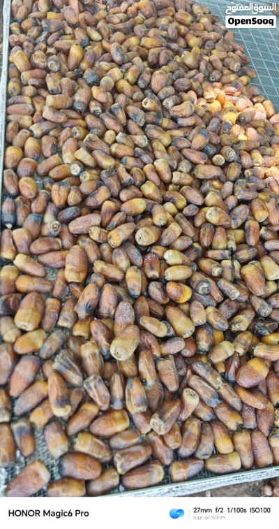 رطب وسح نغال للبيع 4