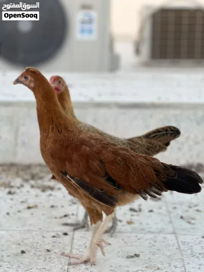 الدجاج الفرنسي البياض 2