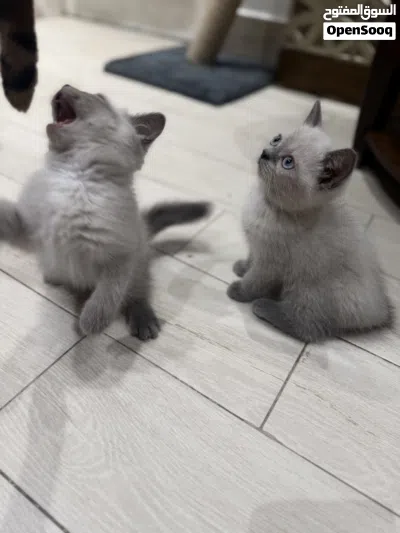 Grey British shorthair male kitten-2.5 months old -litter trained 3