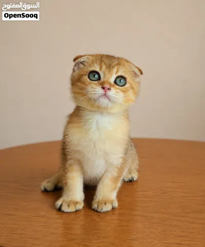 Scottish Fold(Male) 3