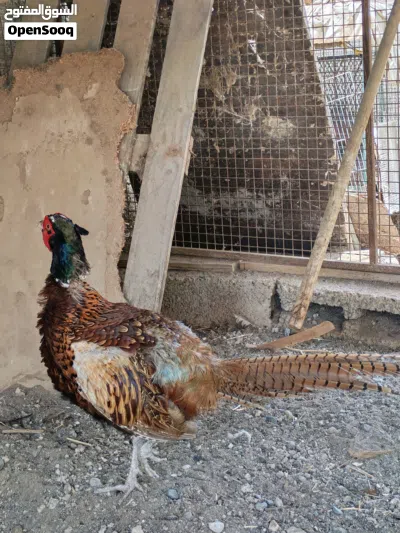 للبيع زوج فزن منتج 2