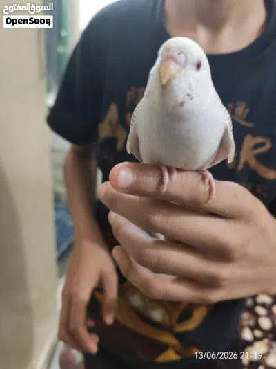 بادجي البينو عيون حمر مروض ب3 قاطع عس الوصف مهم 3
