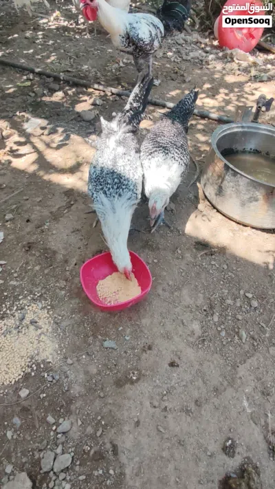 فيومي ازواج بيور 4