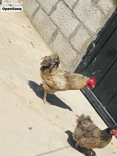 4 دجاجات و ديكين لاقوه الله بالله 4
