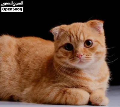 سكوتش فولد لون مميز اورنج 2