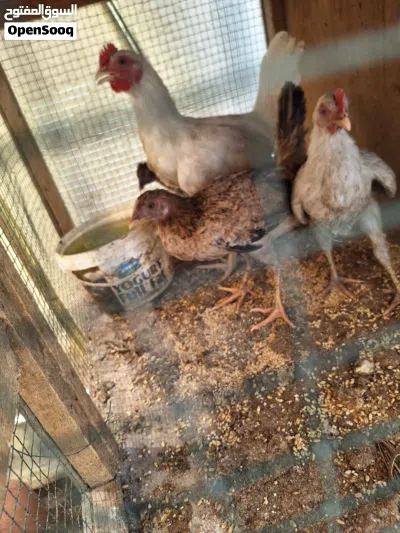 فراريج دجاج عرب عمر 2