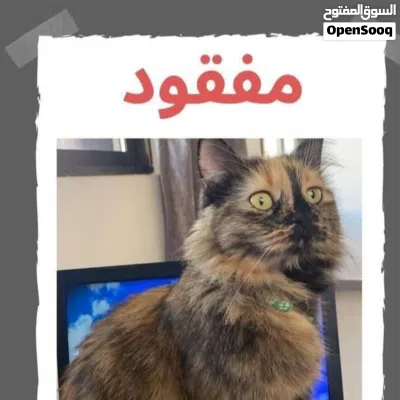 مكافئة مالية ممتازة لمن يجد القطة في منطقة الأخضر، شارع التعامرة 4