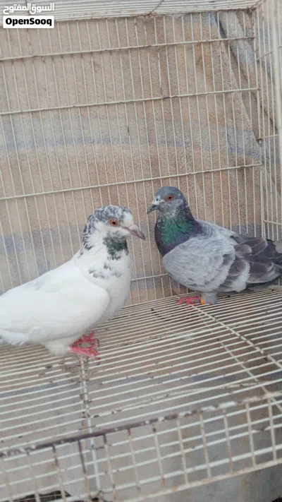 حمام باكستاني مطيار للبيع 3