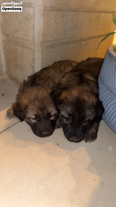 German shepherd purebred long hair black mask. عمر شهرين 2