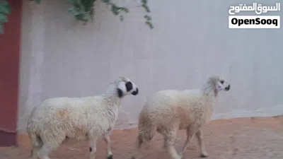 2فطايم خوات تؤام ربي يبارك عمرهم ف6شهور سليمات مشالله... 4