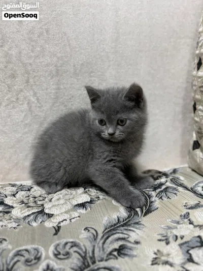 For Sale British Female Kittens 3
