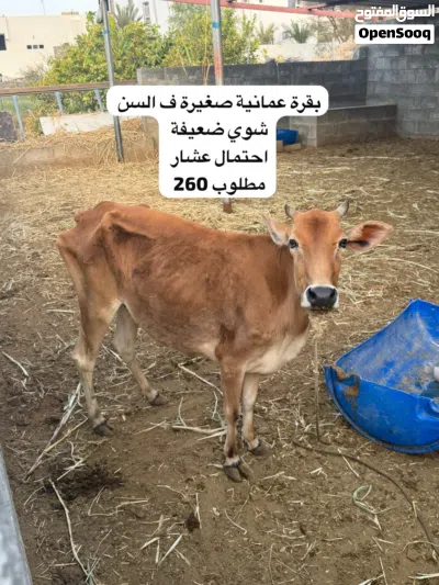 ابقار عمانية للبيع 4