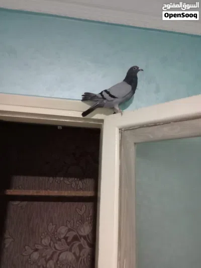 حمام زاجل مستوى عالي اصلي 2