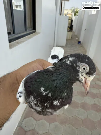 حمام باكستاني بيور ما شاء الله 3
