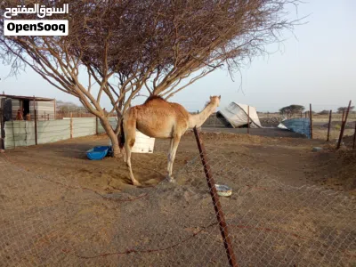 بكره عمانيه 2