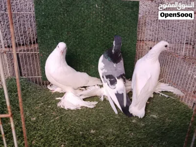 تلاته دكورة هزازات 2