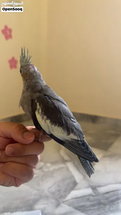 فروخ كوكتيل و دره 2