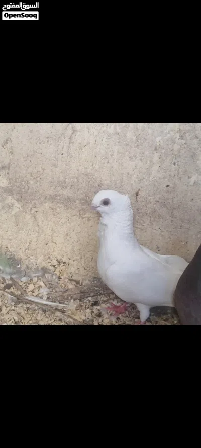 سلام عليكم زوج مزاويج وتك لعدد 3 سعرهن كلهن ب15 قفل 3